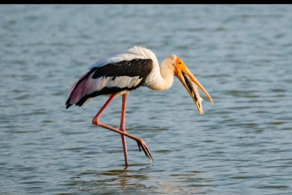 A Safari Guide to Yala National Park
