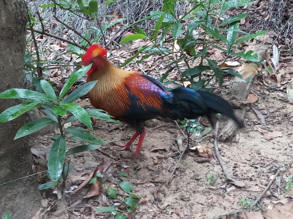 Sri Lankan Junglefowl