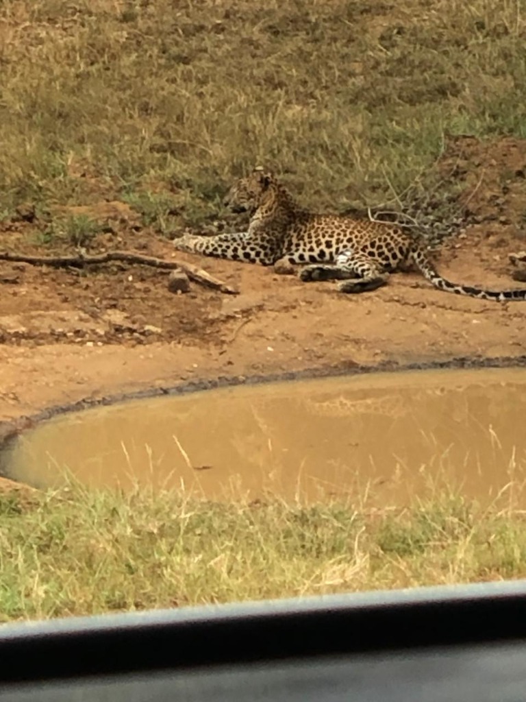 Leopard Sighting