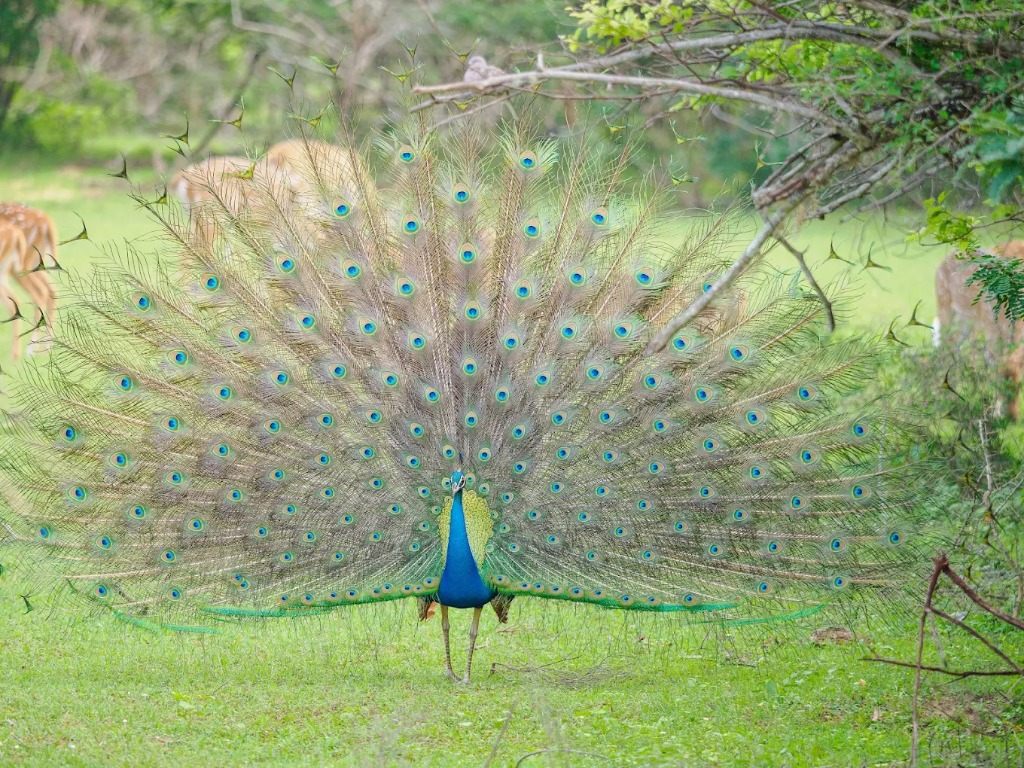 Yala National Park